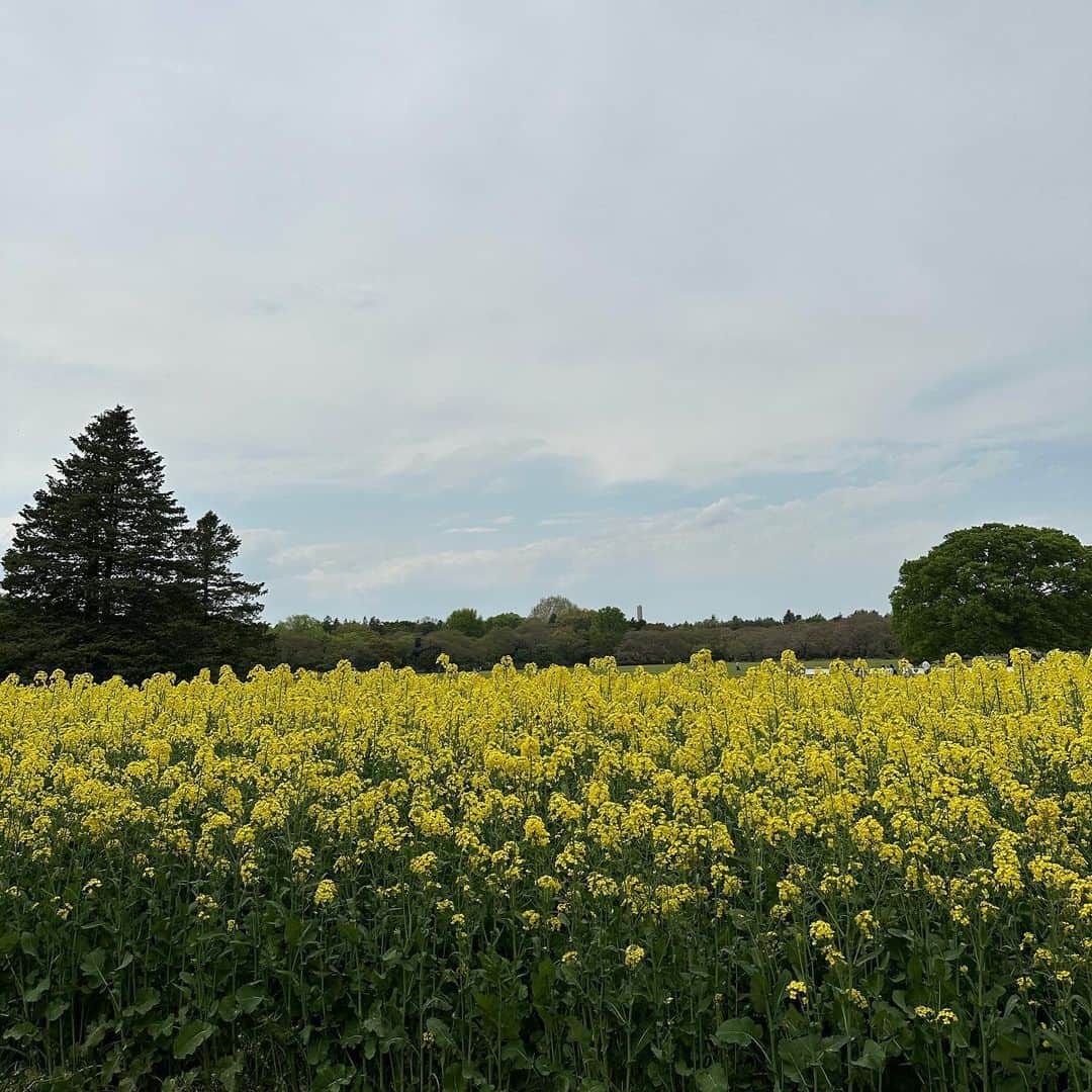のインスタグラム：「自然に癒された休日🌷🤍 想像を超える広さでびっくりした！ 公園も遊具たくさんで息子もかなり楽しんでた👦🏻 次はピクニックしに行きたいなぁ💭  #dayoff#flower#momlife#momofboys#チューリップ畑#菜の花畑#昭和記念公園#休日#休日の過ごし方#男の子ママ#ママライフ#こどものいる暮らし」