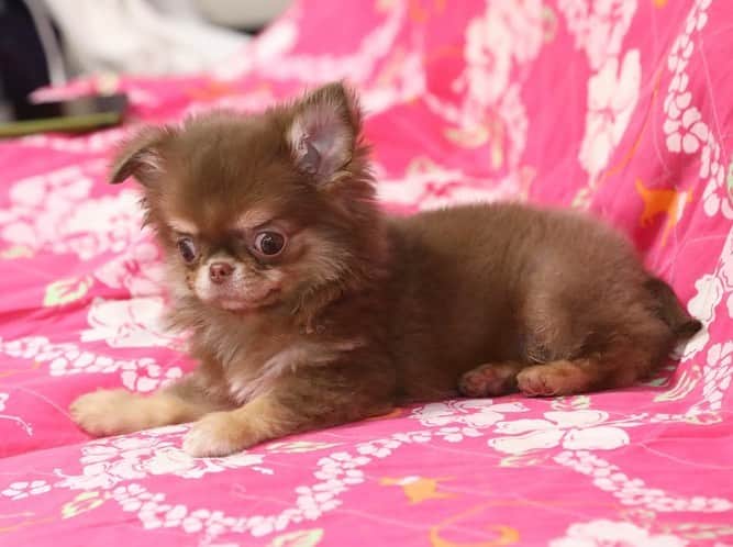 犬小屋??のインスタグラム