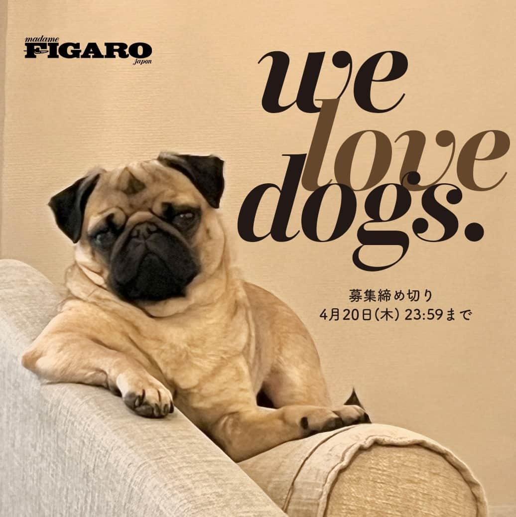 フィガロジャポンさんのインスタグラム写真 - (フィガロジャポンInstagram)「【フィガロジャポンの誌面に載るかも？ 愛犬写真を募集します！】  5月19日（金）発売の「フィガロジャポン」７月号は、「犬特集」。 そこでフィガロのインスタグラムでは、愛犬投稿キャンペーンを行います。 #FIGAROmydog2023 をつけて愛犬のベストショットを投稿してください。 編集部で厳選のうえ、ベストオブベストの写真を「犬特集」内にてご紹介させていただく予定です。  ▼応募方法 ①公式Instagramアカウント @madamefigarojapon を「フォロー」する。 ② 愛犬の名前、年齢、性別（多頭写っている場合はわかるように明記してください）、犬種、写真の説明（ベストショットに選んだ理由など）。 ③ハッシュタグ #FIGAROmydog2023 をつけて投稿してください。 ④掲載させていただく場合はDMにてご連絡させていただきます。  ▼募集締め切り 2023年4月13日（木）〜 4月20日（木）23:59  ▼注意事項 / 応募規定 ・掲載させていただく場合、「フィガロジャポン」公式のインスタグラムよりダイレクトメッセージでご連絡させていただきます。（ダイレクトメッセージを受信できるように設定してください） ・偽アカウントにご注意ください。公式は、 @madamefigarojapon のみとなります。 ・非公式アカウント（鍵付きアカウント）の方やフォローを外している方は、対象外となります。 ・掲載させていただく場合、1M以上の写真データの手配をお願い致します。 ・投稿する写真は、1アカウントにつき3点までとさせていただきます（複数投稿の場合はこちらで1点選定させていただきます） ・過去の投稿を応募する場合は、その投稿にハッシュタグだけを追加するのではなく、今回の募集用として改めて投稿してください。 ・画像に写り込んでいる物や人がいる場合、肖像掲載許諾に問題がないかご確認ください。 ・応募画像は、デザイン、分割などの加工されていない画像に限ります。 ・応募につきまして、掲載者さま以外の個別の質問にはお答えできかねますのでご了承ください。 ・掲載結果に関するお問い合わせにはお答えいたしかねます。 ・投稿された写真は、紙の雑誌以外のウェブ版、電子版、SNSなど「フィガロジャポン」すべてのメディアに掲載される可能性がございますので、予めご了承ください。 ・ご提供いただいた個人情報は当社にて厳重に管理し、本企画でのみ利用させていただきます。  #犬 #愛犬 #いぬすたぐらむ #わんすたぐらむ #犬のいる暮らし #犬のいる生活 #わんこのいる生活 #犬好きな人と繋がりたい #doglove #inustagram #madamefigarojapon #フィガロジャポン #マダムフィガロジャポン」4月13日 11時02分 - madamefigarojapon