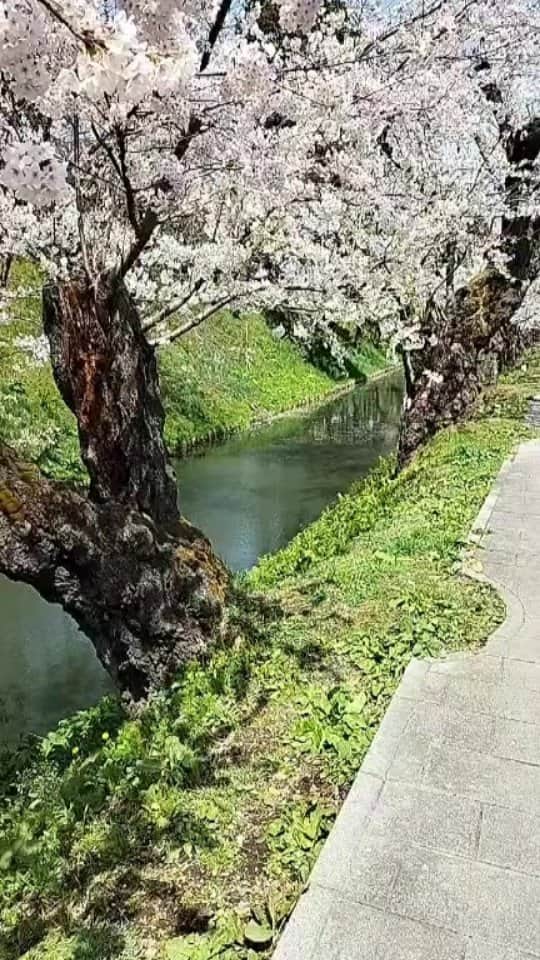 千種ゆり子のインスタグラム：「弘前公園からインスタライブ第一回🌸 . #sakura  #弘前」