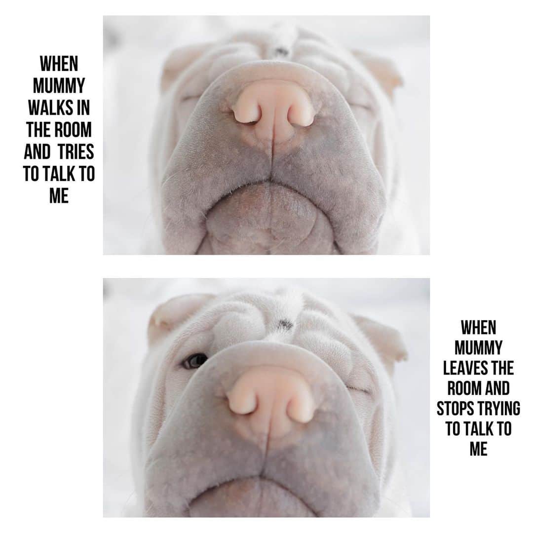 のインスタグラム：「Lamb’s day off #notnowmother #busy #rest #sharpei #sharpeisofinstagram #sharpeisoftheworld #wrinkles #squishyfacecrew #dog #dogsofinstagram #doglover #ilovemydog #instagood #instadaily #weeklyfluff #iloveyoutothemoonandback」