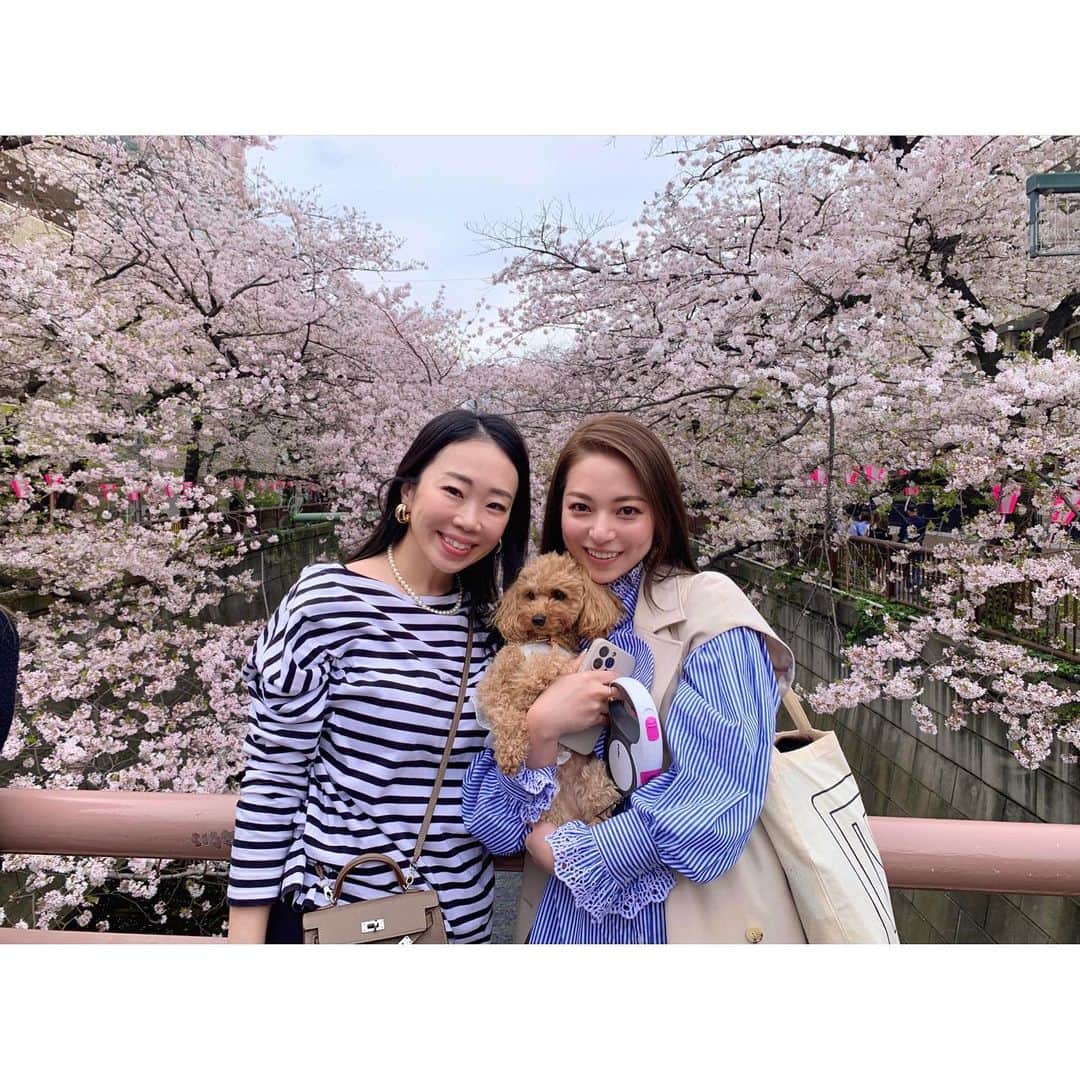 中津悠希のインスタグラム：「今年も惠ちゃんとお花見できた🌸🍡💕今回は可愛い可愛いエルちゃまも一緒にお散歩🐶やっぱり桜は儚くて綺麗☺️🌸#桜 #お花見 #わんこ #姫 #お散歩 #春 #ランチ #cherryblossom #spring #lunch #terrace」
