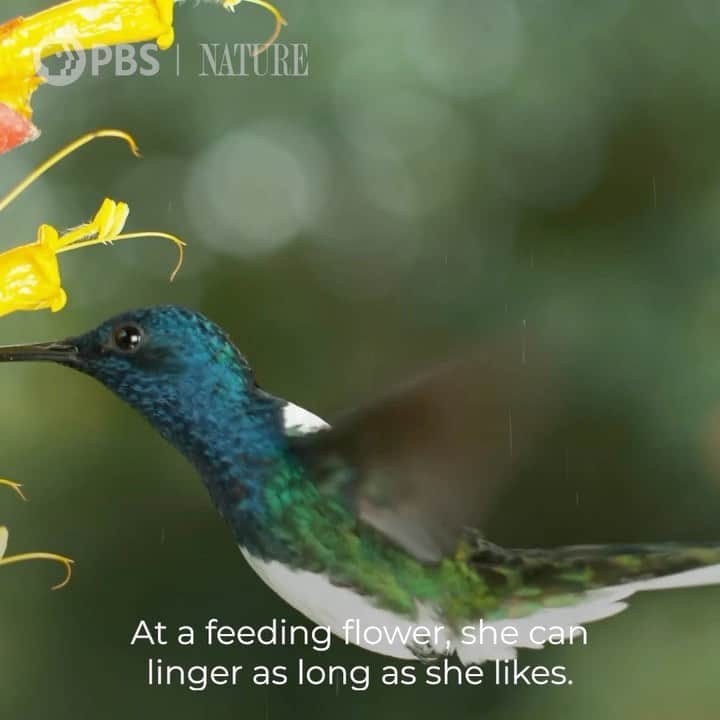 ハリー・シャム・ジュニアのインスタグラム：「Look A-Ma! I narrated a nature doc. About the coolest and most nimble birds on the planet. In one of the most gorgeous places on earth, Costa Rica!   Discover the powerful effect hummingbirds have over their wild neighbors in Costa Rica. “The  Hummingbird Effect” premieres TONIGHT at 8/7c on PBS. #NaturePBS #CostaRica #hummingbirds #PuraVida @pbsnature」