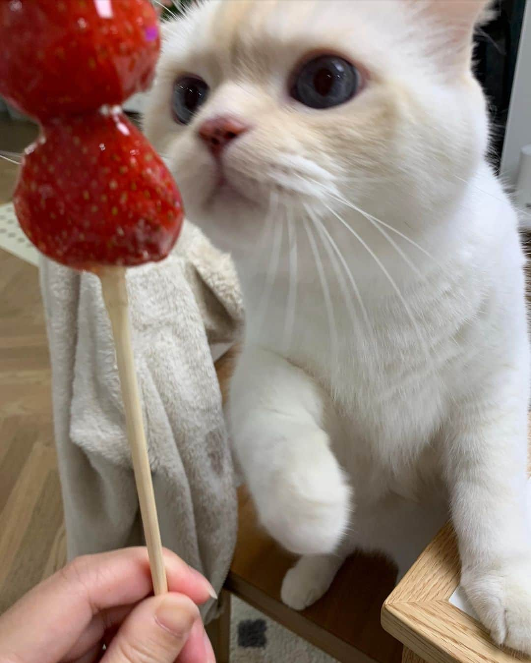 SoonMooさんのインスタグラム写真 - (SoonMooInstagram)「하이에나 캣🍓  #순무 #SoonMoo」4月13日 11時20分 - soonmoo_cat