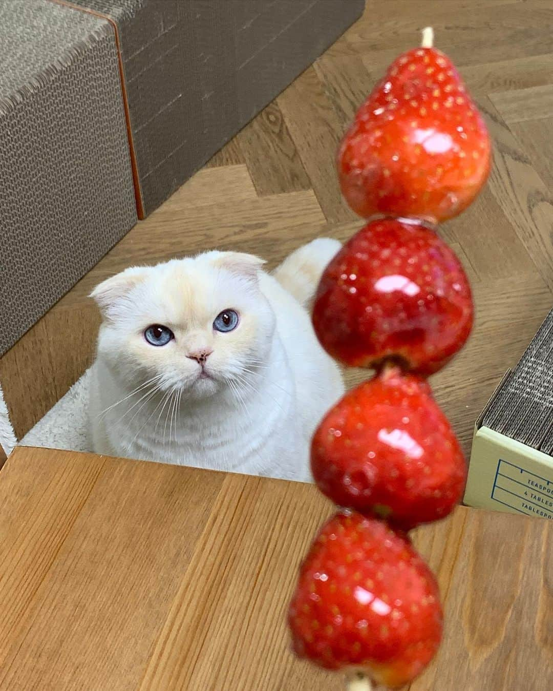 SoonMooさんのインスタグラム写真 - (SoonMooInstagram)「하이에나 캣🍓  #순무 #SoonMoo」4月13日 11時20分 - soonmoo_cat