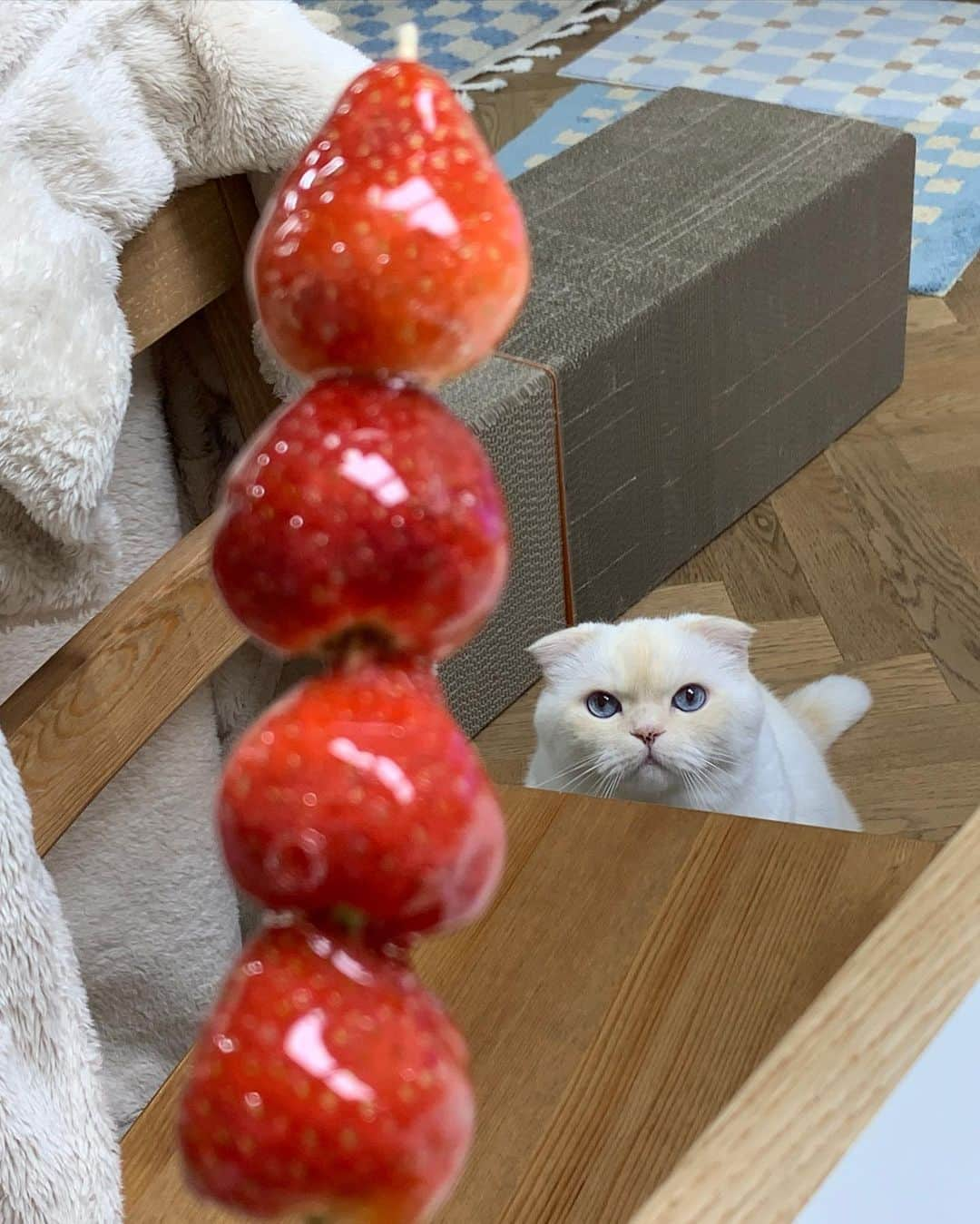 SoonMooさんのインスタグラム写真 - (SoonMooInstagram)「하이에나 캣🍓  #순무 #SoonMoo」4月13日 11時20分 - soonmoo_cat