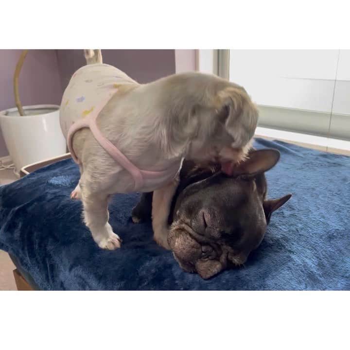 のインスタグラム：「こんぶの乱暴なぺろぺろでも寝られるもっちゃん   #frenchbulldog  #shihtzu  #フレンチブルドッグ  #シーズー #おいもちゃん #こんぶちゃん」