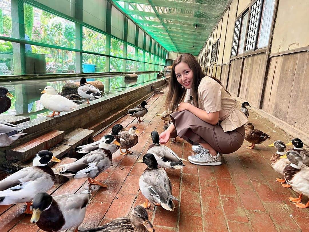 遊佐ちえみさんのインスタグラム写真 - (遊佐ちえみInstagram)「🦆  📍静岡県掛川市原里110   加茂荘花鳥園  もうすぐ立派な花菖蒲が園内を彩ります！  営業時間 4月26日までは 10時～16時 定休日 木曜日  4月28日～6月30日 8時～17時 上記の期間は定休日はありません。  #加茂荘花鳥園 #花菖蒲 #菖蒲 #カモ #鴨 #触れ合える #花園 #花鳥園 #静岡県 #掛川市」4月13日 16時52分 - yusa_cgram