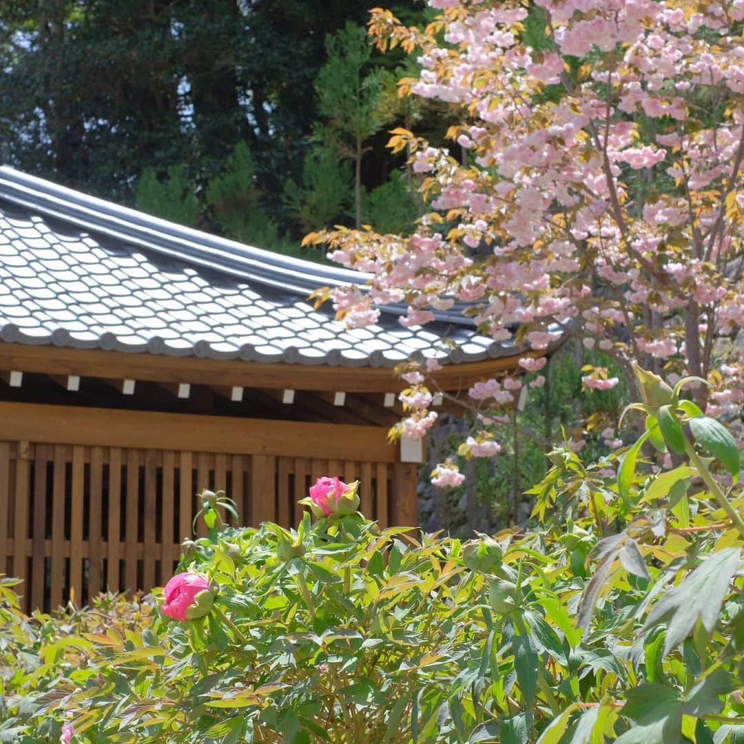 奈良 長谷寺 / nara hasederaさんのインスタグラム写真 - (奈良 長谷寺 / nara hasederaInstagram)「長谷寺の切手が出来ました。インスタグラムの中の人が撮った写真が何枚か使われています。長谷寺にも置いており、奈良県内の郵便局と東京中央郵便局、郵便局のネットショップでも販売しています。長谷寺ではオリジナルグッズを付けております。参拝の記念にいかがでしょうか？  今年の#牡丹 は例年より10日ほど早いです！お早めにご計画をお願いします。  The #peonies are blooming earlier than usual this year.  #長谷寺 #奈良長谷寺 #総本山長谷寺 #真言宗豊山派 #花の御寺 #奈良 #hasedera #hasederatemple #temple #japan #japanesetraditional #pilgrimage #nara #tourism #sightseeing #japanesetemple #西国三十三所 #霊場 #巡礼 #四寺巡礼 #長谷寺が好き #日本遺産 #観音さんさんサイコク巡礼 #千年巡礼」4月13日 11時26分 - hase_dera