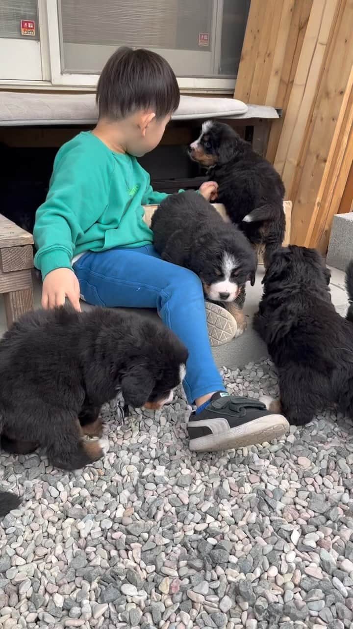 のインスタグラム：「ウーちゃんの子供たち8匹は順調に大きくなってました😄  ブリーダー側から許可がおりたので過去の動画を投稿してます😌  #dtのオフ」