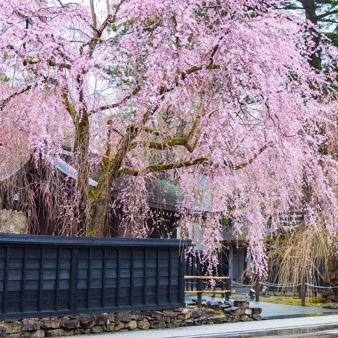 旅行比較サイト・トラベルコ 理想の旅を、いちばん安く。さんのインスタグラム写真 - (旅行比較サイト・トラベルコ 理想の旅を、いちばん安く。Instagram)「#角館 / 秋田  みちのくの小京都と言われている角館。歴史ある武家屋敷や古くからある建造物が立ち並び、雰囲気は抜群🥷  春になるとしだれ桜が咲き乱れ、県内外からも観光客が訪れます🌸  また、武家屋敷通りよりも西側にある、桧木内川沿いの桜並木は国の名勝に指定されています😉✨  ●角館の桜まつり 期間：4月20日（木）～5月5日（金） ※4月15日（土）からプレ開催 ※散り状況によっては、主要イベント等は早めに終了する可能性あり ※最新情報は仙北市公式サイトにてご確認ください ━━━━━━━━━━━ 📍 #角館 （秋田県仙北市） ━━━━━━━━━━━  Photo: PIXTA  ＝＝＝＝＝＝＝＝＝＝＝＝＝＝＝＝＝ ＼絶景お花見スポット70選！／ 【2023】全国の桜名所をおすすめ💙  記事は以下URLまたはストーリーズからチェック！ https://www.tour.ne.jp/matome/articles/hanami/ ＝＝＝＝＝＝＝＝＝＝＝＝＝＝＝＝＝＝  ********** あなたが旅先で出合った素敵な風景に #トラベルコ または #travelko をつけて投稿してみてください📷 こちらのアカウントで紹介させていただくかも！  投稿を見て「行きたい！」と思ったら保存でクリップ。 フォロー＆いいねもお願いします🌟  ********** 国内海外1500以上の旅行サイトをまとめて比較！ 旅行の最安値を探すなら「トラベルコ」  プロフィール欄のURLから早速検索🔍 @travelko_official  #角館武家屋敷通り #秋田旅行 #秋田桜 #みちのくの小京都 #東北旅行 #武家屋敷 #しだれ桜 #絶景 #フォトジェニック #旅行好きな人と繋がりたい #写真好きな人と繋がりたい #女子旅 #一人旅 #旅行好き #旅 #旅行 #観光 #travel #trip #sightseeing #travelko #トラベルコ」4月13日 12時00分 - travelko_official