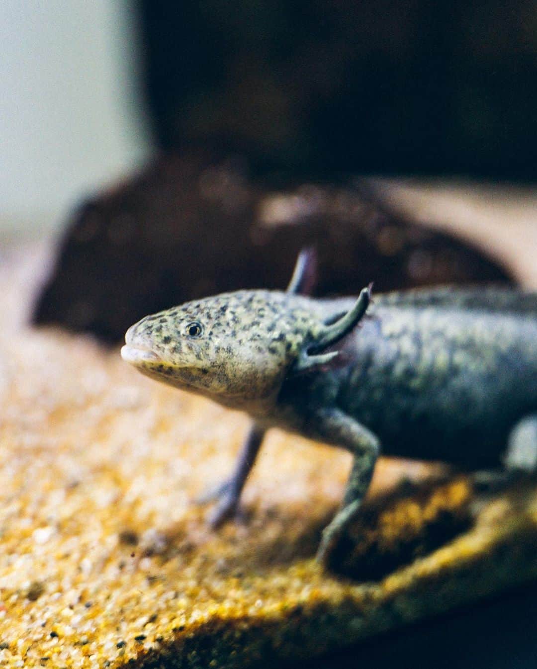 加賀翔（かが屋）さんのインスタグラム写真 - (加賀翔（かが屋）Instagram)「サンシャイン水族館の写真 カエル苦手な人は見ない方がいいかもです！亀が苦手な人はごめんなさい！ スーツ着てるみたいなカエルかっこいい！森で会ったら怖い！ #サンシャイン水族館」4月13日 12時28分 - kagaya_kaga