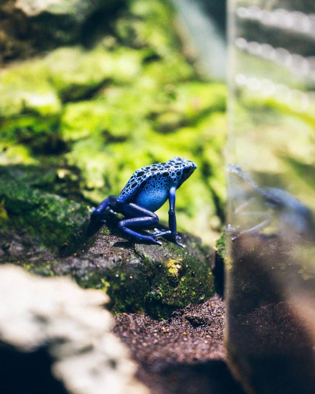 加賀翔（かが屋）さんのインスタグラム写真 - (加賀翔（かが屋）Instagram)「サンシャイン水族館の写真 カエル苦手な人は見ない方がいいかもです！亀が苦手な人はごめんなさい！ スーツ着てるみたいなカエルかっこいい！森で会ったら怖い！ #サンシャイン水族館」4月13日 12時28分 - kagaya_kaga