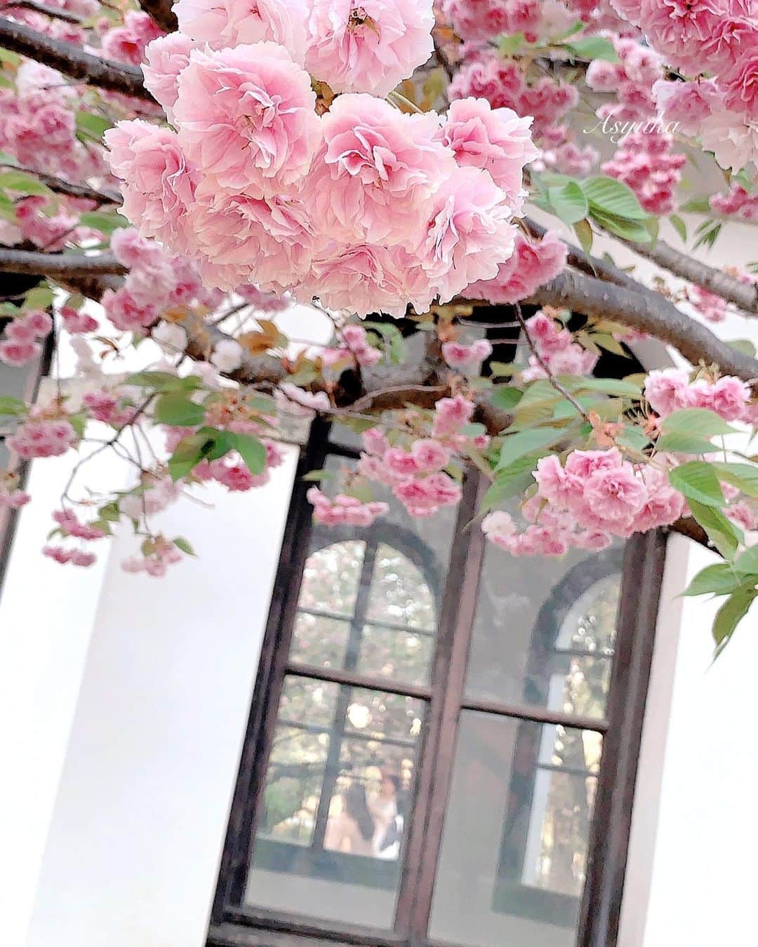 Yuka Kaedeのインスタグラム：「. . Osaka, Japan  造幣局 桜の通り抜け  毎年お花見の最後は八重桜のトンネルへ♡ . . . . . #_asyuka_ #造幣局桜の通り抜け #八重桜  #visit_japan #japan_art_photography #photo_jpn #japan_great_view  #art_of_japan_ #beautifuldestinations #softness_and_lovely #flowerlovers #jp_views #beautifulflowers」