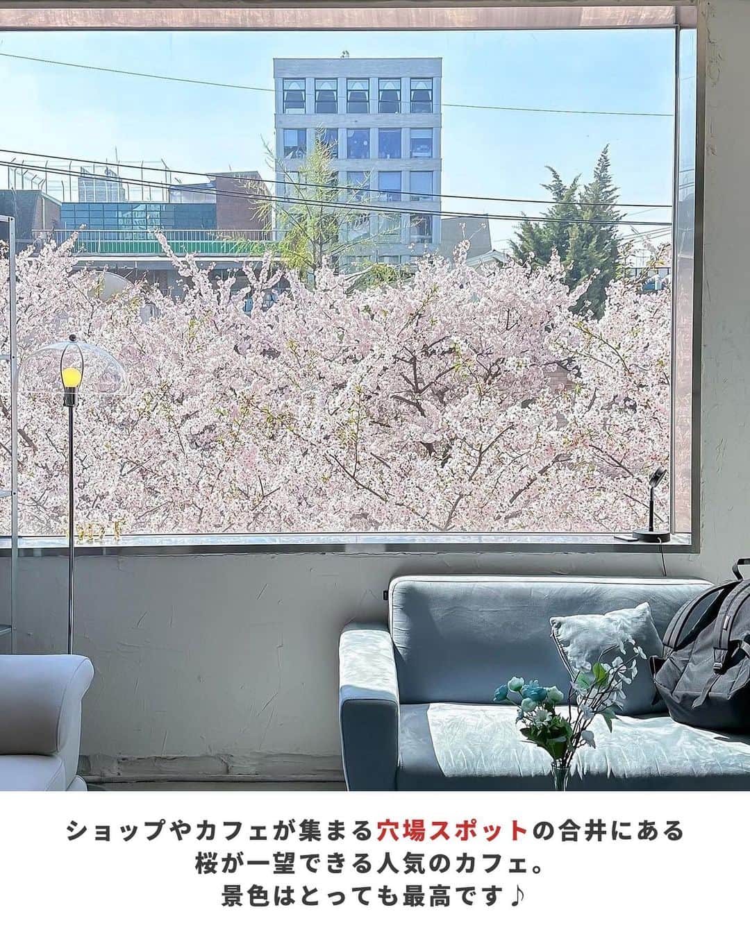 アシアナ航空日本地域公式アカウントさんのインスタグラム写真 - (アシアナ航空日本地域公式アカウントInstagram)「来年の春に絶対行きたい、桜の見えるカフェ🌸  ┈┈┈┈┈┈┈┈┈┈  窓から桜🌸が見える韓国カフェのご紹介です！  桜の季節限定のドリンクやスイーツが とってもかわいい✨  韓国旅行で是非 立ち寄ってみてはいかがでしょうか？  📍Odt._cafe 住所:ソウル マポ区永和楼 6番21 3階 営業時間：11：00～23：00 定休日：なし  📸Thanks @_hiistagram_   ┈┈┈┈┈┈┈┈┈┈   ✈️アシアナ航空日本地域公式アカウント 　　　　@asiana.jp_official  ・知っておきたい韓国旅行情報 ・韓国おすすめスポット ・韓国おすすめグルメ など発信していきます！  ぜひフォローしてください🇰🇷  ┈┈┈┈┈┈┈┈┈┈   #アシアナ航空 #韓国旅行 #韓国 #asiana　#韓国旅行記 #韓国旅行計画中 #韓国旅行情報 #韓国旅行🇰🇷 #韓国行きたい #韓国カフェ　#韓国カフェ巡り　#合井カフェ ＃odtcafe」4月13日 19時00分 - asiana.jp_official