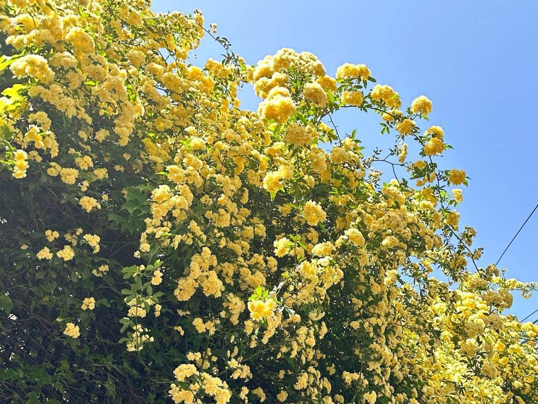 良原安美さんのインスタグラム写真 - (良原安美Instagram)「モッコウバラ たくさん咲いてますね！！ かわいいーーー。  きいろをみると 幸せホルモン感じます🐝  #モッコウバラ #春だ」4月13日 13時00分 - yoshiharaami