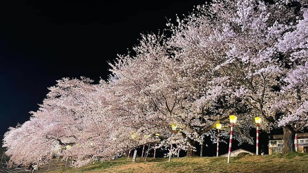 岩間瞳のインスタグラム：「＼お花見の記録🌸夜の一目千本桜／  たまたま夜にも 見に行くことができたので おすそ分けです🌸🌸  ことしは雨があまり降らず 満開の時期が長かったように思うので 思う存分楽しめました😊✨  #宮城観光 #宮城 #大河原町 #一目千本桜 #白石川堤 #みんなでつなごう一目千本桜 #花見 #花見スポット #お花見 #桜まつり 🌸🌸🌸」