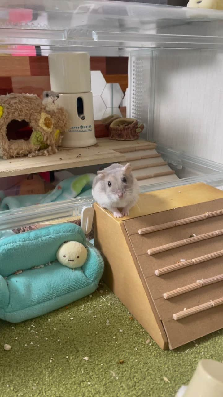 hamster_mocoのインスタグラム