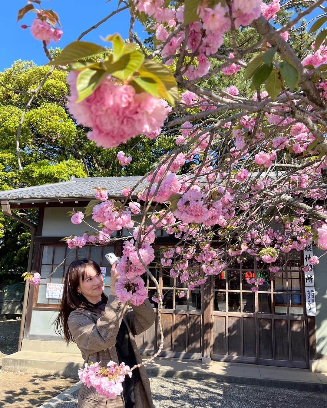 安座間美優のインスタグラム：「愛知県にある豊川稲荷へ。 赤坂にある豊川稲荷の別院に毎年初詣に行っているんですが、大本殿は初めて。 やっと行けて嬉し♡ お天気もとてもよくて、八重桜がすっごく綺麗でした🌸  他にも朝の公園をお散歩したり、お買い物したり、美味しいものを食べたり。 リフレッシュできた旅でした🌱  街を歩いていると、外国の方をよく見かけるようになりましたね。 日常が戻ってきてるんだぁと思って嬉しい☺️ 　 #みゅう旅#名古屋#nagoya#豊川稲」