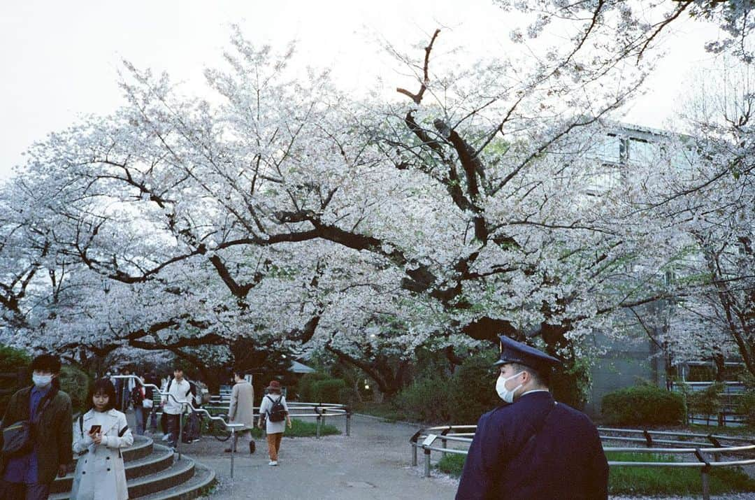 ハマ・オカモトのインスタグラム：「🌸👮‍♂️  Meaningful walk.」