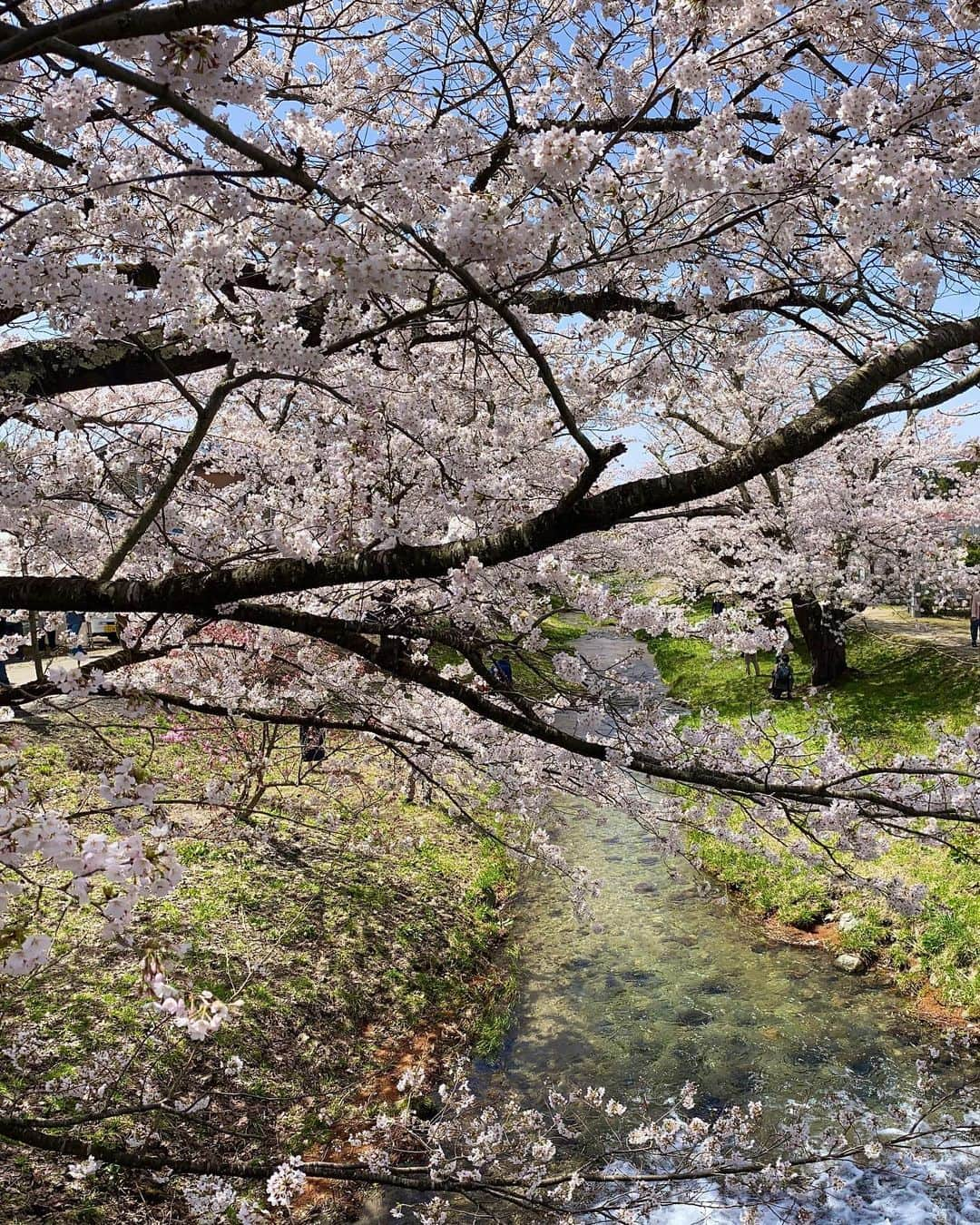 Rediscover Fukushimaさんのインスタグラム写真 - (Rediscover FukushimaInstagram)「Cherry blossoms in full bloom today at Kannonji-gawa River in Inawashiro Town! 🌸  You can watch today’s livestream from Kannonji-gawa on our Facebook page - we also shared some places where you can see sakura in the coming days in Fukushima! 🤩🙌  We’ll be doing another livestream from Inawashiro soon, so stay tuned! 👀   And thank you so much for your support! 💗  #visitfukushima #fukushima #fukushimaprefecture #inawashiro #beautifuljapan #beautiful #visitjapan #japantravel #japantrip #japantravelinspo #sakura #spring #japanspring #sakurajapan #sakuraseason #cherryblossomseason #kannonjigawa #kannonjigawasakura #japanreels #visittohoku #tohokutrip #jrpasstohoku #桜 #東北旅行 #福島観光 #観音寺川の桜」4月13日 13時26分 - rediscoverfukushima