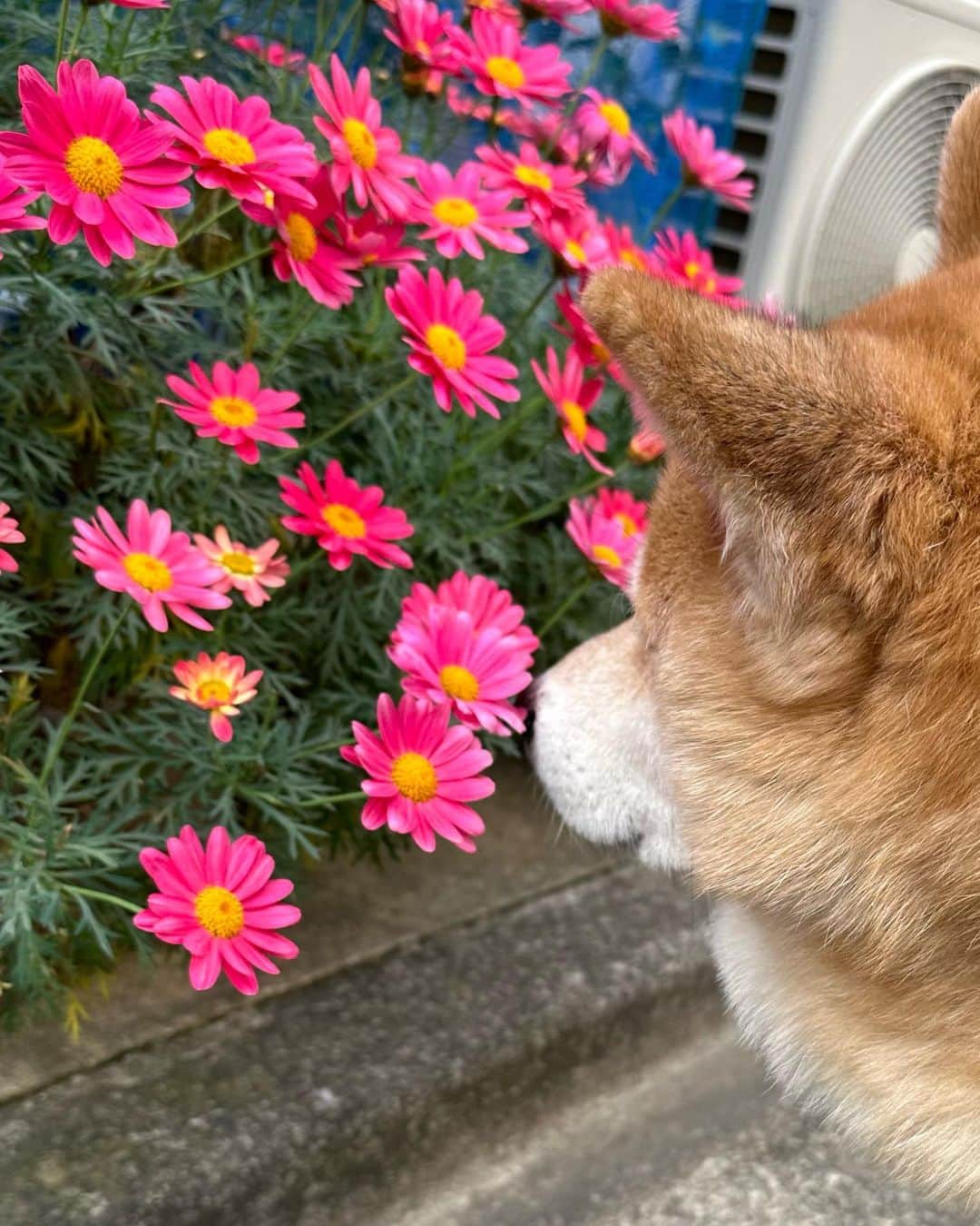まる（まるたろう）さんのインスタグラム写真 - (まる（まるたろう）Instagram)「Good morning!✨🐶🌸✨これってマーガレットかな #キレイなピンクだよね #まる目線のお花でありがたい #今日もお花探ししております #まるお花博士になりたいの」4月13日 13時24分 - marutaro