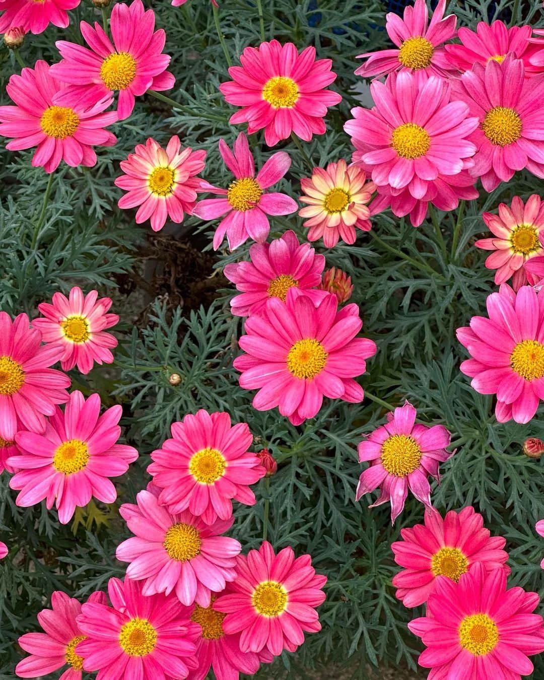まる（まるたろう）さんのインスタグラム写真 - (まる（まるたろう）Instagram)「Good morning!✨🐶🌸✨これってマーガレットかな #キレイなピンクだよね #まる目線のお花でありがたい #今日もお花探ししております #まるお花博士になりたいの」4月13日 13時24分 - marutaro