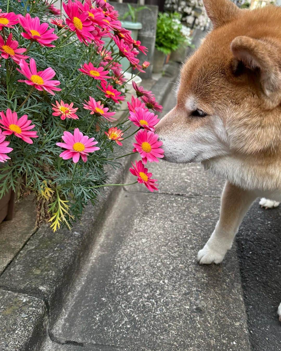 まる（まるたろう）のインスタグラム：「Good morning!✨🐶🌸✨これってマーガレットかな #キレイなピンクだよね #まる目線のお花でありがたい #今日もお花探ししております #まるお花博士になりたいの」