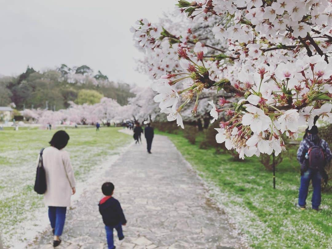 井上智晶のインスタグラム：「昨日は、休みで 北上展勝地に行ってきました。  天気と桜が散っていないか 心配でしたが 午後から予報通り 雨が上がり、 桜もいい感じで 花びらが舞っていて とても綺麗でした。  今日は強風が吹いていて、 桜もっと見たかったなぁと 名残惜しく思っています。  #北上展勝地 #桜 #岩手めんこいテレビ #井上智晶　#アナウンサー #桜スポット #桜もっと見たかった」