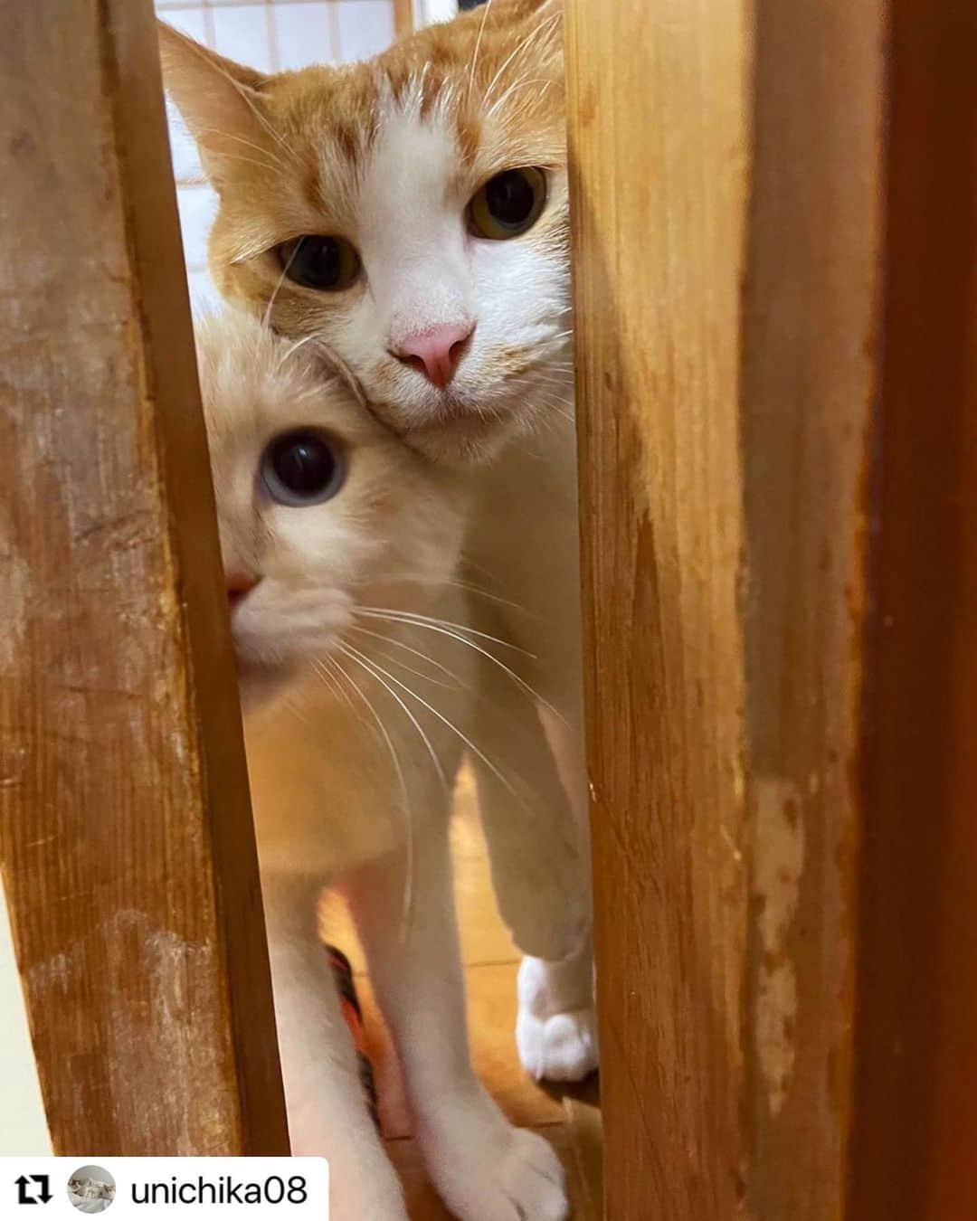 【公式】いぬのきもち・ねこのきもちのインスタグラム：「#Repost @unichika08 さんのうにちゃんとちかちゃん。  何見てるの❓  仲良く覗き見💕  ハッシュタグ #いぬのきもち #ねこのきもち に投稿いただいた可愛い写真をご紹介しています！ 「いぬのきもちWEB　MAGAZINE」、「ねこのきもちWEB MAGAZINE」でもご紹介させていただくことも！  -------------------  .  #ねこ #猫  #ねこすたぐらむ #ねこのきもち #ねこ好き #ねこと暮らす #ねこ好きさんと繋がりたい #猫好きな人と繋がりたい #猫がいる生活 #猫と暮らす#猫好き #cat #catstagram #catsofinstagram #cats_of_instagram」