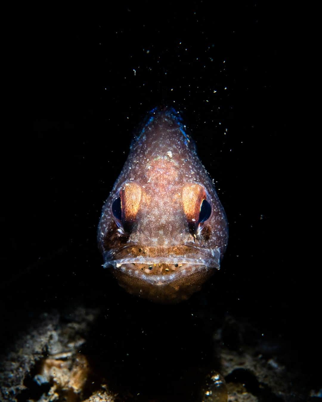 Nikon Australiaさんのインスタグラム写真 - (Nikon AustraliaInstagram)「Hidden in the deep depths of the sea is a hidden diverse underwater world that many creatures call home and @daniel.sly knows exactly how to capture their unique beauty.  "I aim to capture these sea creatures' unique behaviour while highlighting their distinctive features."  "I employ a snoot lighting technique when capturing these images, which allows me to focus a strobe light into a narrow beam. This technique helps to emphasise the subject and eliminates any background distractions, making the subject the focal point of the image."  Photos by @daniel.sly   Captured on the D500 and AF-S Micro NIKKOR 60mm f/2.8G ED   #Nikon #NikonAustralia #NIKKOR #Australia #Photography #UnderwaterPhotography」4月13日 13時30分 - nikonaustralia