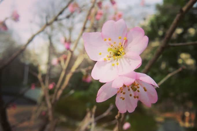 Soka Universityさんのインスタグラム写真 - (Soka UniversityInstagram)「Campus Seasonal Photos March ② 丹木の歳時記　弥生(二) ⑴ Scarlet cherry blossom・緋寒桜(ヒカンザクラ) ⑵ Cherry blossom・桜(サクラ) ⑶ 桜 ⑷ Camellia・椿(ツバキ) ⑸ Peach・桃(モモ) ⑹ Apricot・杏(アンズ) ⑺ Plum・梅(ウメ) ⑻ Chinese violet cress・大紫羅欄花(オオアラセイトウ) ⑼ Japanese hyacinth・猩々袴(ショウジョウバカマ) ⑽ Daurian redstart・尉鶲(ジョウビタキ) #sodaigram #discoversoka #sodaipictures #sokauniversity #創価大学 #hachioji #八王子 #tokyo #東京 #campus #キャンパス #students #学生 #university #大学 #global #グローバル #network #ネットワーク #fourseasons #四季 #spring #春 #march #3月 #弥生 #environment #環境 #nature #自然」4月13日 13時33分 - sokauniversity