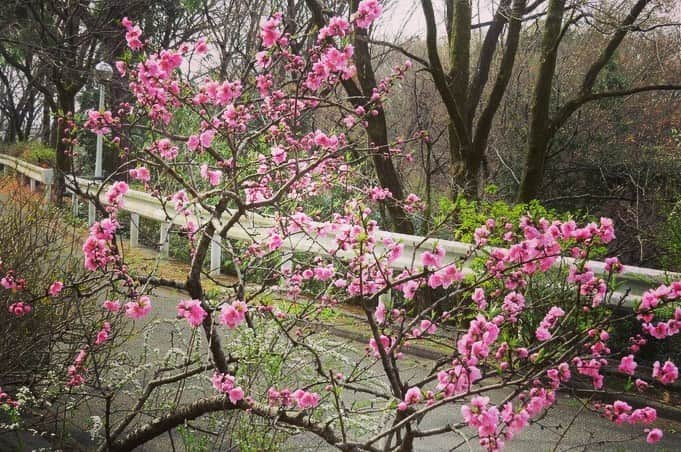 Soka Universityさんのインスタグラム写真 - (Soka UniversityInstagram)「Campus Seasonal Photos March ② 丹木の歳時記　弥生(二) ⑴ Scarlet cherry blossom・緋寒桜(ヒカンザクラ) ⑵ Cherry blossom・桜(サクラ) ⑶ 桜 ⑷ Camellia・椿(ツバキ) ⑸ Peach・桃(モモ) ⑹ Apricot・杏(アンズ) ⑺ Plum・梅(ウメ) ⑻ Chinese violet cress・大紫羅欄花(オオアラセイトウ) ⑼ Japanese hyacinth・猩々袴(ショウジョウバカマ) ⑽ Daurian redstart・尉鶲(ジョウビタキ) #sodaigram #discoversoka #sodaipictures #sokauniversity #創価大学 #hachioji #八王子 #tokyo #東京 #campus #キャンパス #students #学生 #university #大学 #global #グローバル #network #ネットワーク #fourseasons #四季 #spring #春 #march #3月 #弥生 #environment #環境 #nature #自然」4月13日 13時33分 - sokauniversity