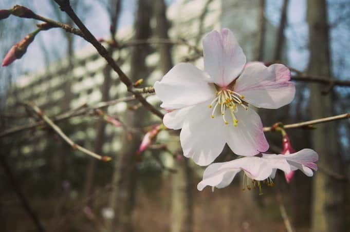 Soka Universityさんのインスタグラム写真 - (Soka UniversityInstagram)「Campus Seasonal Photos March ② 丹木の歳時記　弥生(二) ⑴ Scarlet cherry blossom・緋寒桜(ヒカンザクラ) ⑵ Cherry blossom・桜(サクラ) ⑶ 桜 ⑷ Camellia・椿(ツバキ) ⑸ Peach・桃(モモ) ⑹ Apricot・杏(アンズ) ⑺ Plum・梅(ウメ) ⑻ Chinese violet cress・大紫羅欄花(オオアラセイトウ) ⑼ Japanese hyacinth・猩々袴(ショウジョウバカマ) ⑽ Daurian redstart・尉鶲(ジョウビタキ) #sodaigram #discoversoka #sodaipictures #sokauniversity #創価大学 #hachioji #八王子 #tokyo #東京 #campus #キャンパス #students #学生 #university #大学 #global #グローバル #network #ネットワーク #fourseasons #四季 #spring #春 #march #3月 #弥生 #environment #環境 #nature #自然」4月13日 13時33分 - sokauniversity