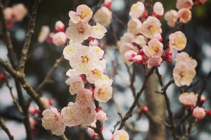 Soka Universityさんのインスタグラム写真 - (Soka UniversityInstagram)「Campus Seasonal Photos March ② 丹木の歳時記　弥生(二) ⑴ Scarlet cherry blossom・緋寒桜(ヒカンザクラ) ⑵ Cherry blossom・桜(サクラ) ⑶ 桜 ⑷ Camellia・椿(ツバキ) ⑸ Peach・桃(モモ) ⑹ Apricot・杏(アンズ) ⑺ Plum・梅(ウメ) ⑻ Chinese violet cress・大紫羅欄花(オオアラセイトウ) ⑼ Japanese hyacinth・猩々袴(ショウジョウバカマ) ⑽ Daurian redstart・尉鶲(ジョウビタキ) #sodaigram #discoversoka #sodaipictures #sokauniversity #創価大学 #hachioji #八王子 #tokyo #東京 #campus #キャンパス #students #学生 #university #大学 #global #グローバル #network #ネットワーク #fourseasons #四季 #spring #春 #march #3月 #弥生 #environment #環境 #nature #自然」4月13日 13時33分 - sokauniversity