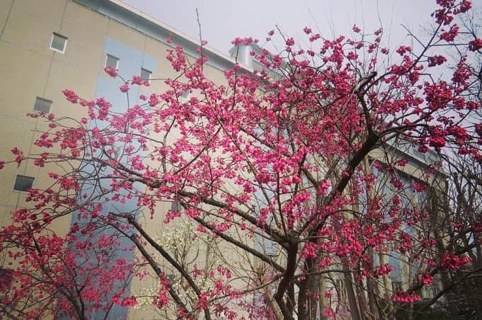 Soka Universityさんのインスタグラム写真 - (Soka UniversityInstagram)「Campus Seasonal Photos March ② 丹木の歳時記　弥生(二) ⑴ Scarlet cherry blossom・緋寒桜(ヒカンザクラ) ⑵ Cherry blossom・桜(サクラ) ⑶ 桜 ⑷ Camellia・椿(ツバキ) ⑸ Peach・桃(モモ) ⑹ Apricot・杏(アンズ) ⑺ Plum・梅(ウメ) ⑻ Chinese violet cress・大紫羅欄花(オオアラセイトウ) ⑼ Japanese hyacinth・猩々袴(ショウジョウバカマ) ⑽ Daurian redstart・尉鶲(ジョウビタキ) #sodaigram #discoversoka #sodaipictures #sokauniversity #創価大学 #hachioji #八王子 #tokyo #東京 #campus #キャンパス #students #学生 #university #大学 #global #グローバル #network #ネットワーク #fourseasons #四季 #spring #春 #march #3月 #弥生 #environment #環境 #nature #自然」4月13日 13時33分 - sokauniversity