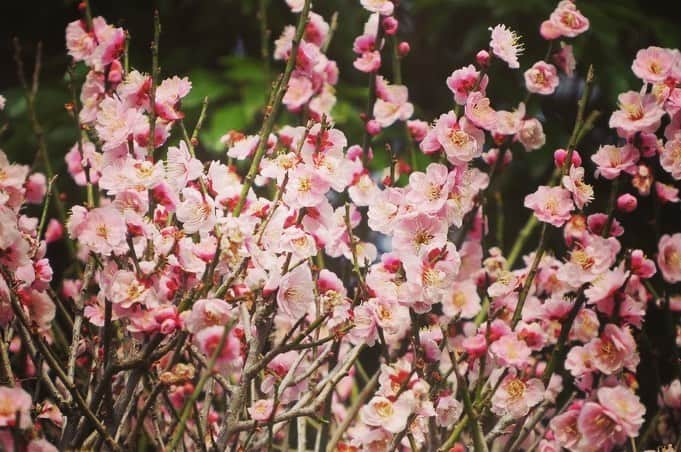 Soka Universityさんのインスタグラム写真 - (Soka UniversityInstagram)「Campus Seasonal Photos March ② 丹木の歳時記　弥生(二) ⑴ Scarlet cherry blossom・緋寒桜(ヒカンザクラ) ⑵ Cherry blossom・桜(サクラ) ⑶ 桜 ⑷ Camellia・椿(ツバキ) ⑸ Peach・桃(モモ) ⑹ Apricot・杏(アンズ) ⑺ Plum・梅(ウメ) ⑻ Chinese violet cress・大紫羅欄花(オオアラセイトウ) ⑼ Japanese hyacinth・猩々袴(ショウジョウバカマ) ⑽ Daurian redstart・尉鶲(ジョウビタキ) #sodaigram #discoversoka #sodaipictures #sokauniversity #創価大学 #hachioji #八王子 #tokyo #東京 #campus #キャンパス #students #学生 #university #大学 #global #グローバル #network #ネットワーク #fourseasons #四季 #spring #春 #march #3月 #弥生 #environment #環境 #nature #自然」4月13日 13時33分 - sokauniversity