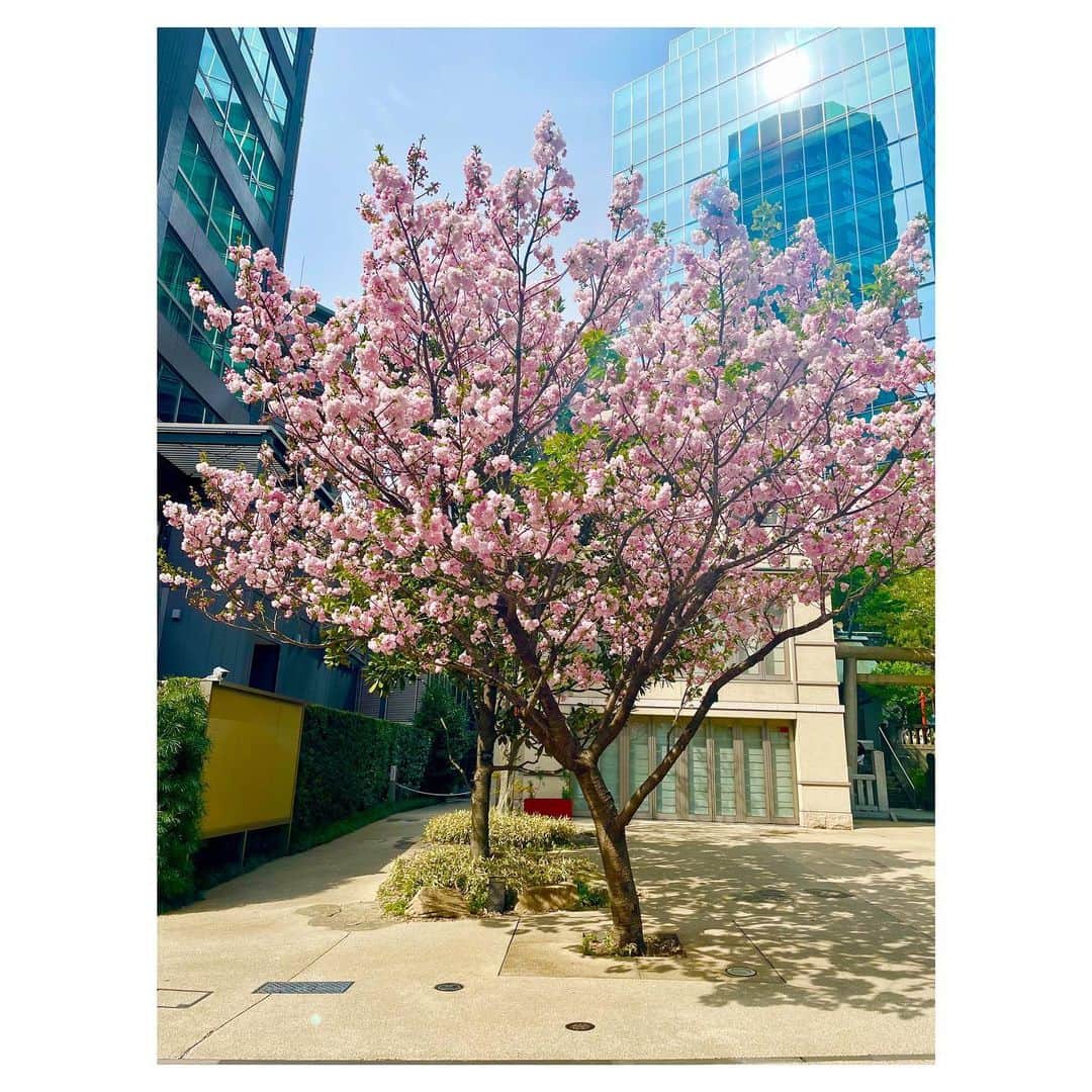 花總まりさんのインスタグラム写真 - (花總まりInstagram)「休演日。 私の大好きな一本の木。 気がつけばもうとっくに満開の時期は過ぎてしまった💦 来年はゆっくり見られるかな☺️ #福禄寿 #桜 #フローレンス充電中」4月13日 13時43分 - hanafusamari_official