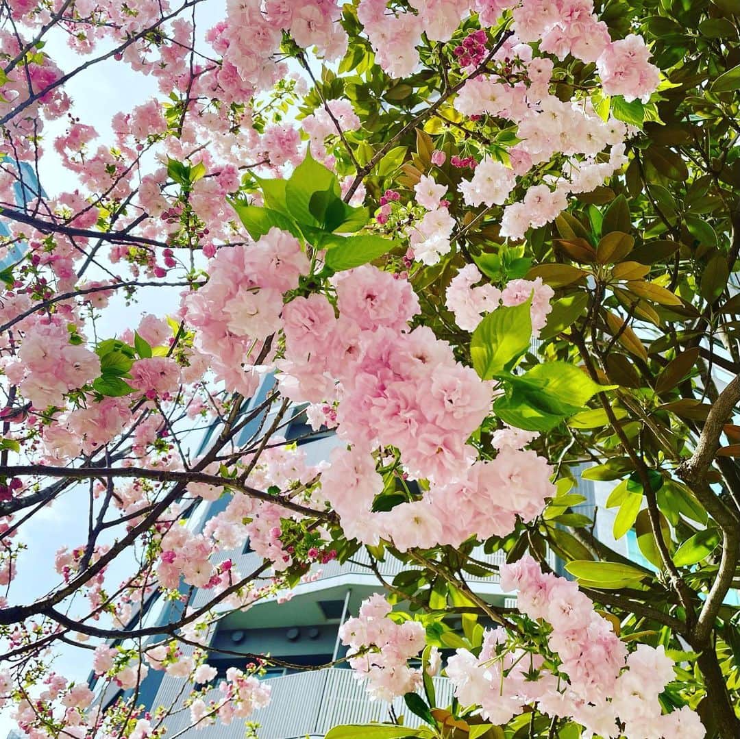 花總まりさんのインスタグラム写真 - (花總まりInstagram)「休演日。 私の大好きな一本の木。 気がつけばもうとっくに満開の時期は過ぎてしまった💦 来年はゆっくり見られるかな☺️ #福禄寿 #桜 #フローレンス充電中」4月13日 13時43分 - hanafusamari_official