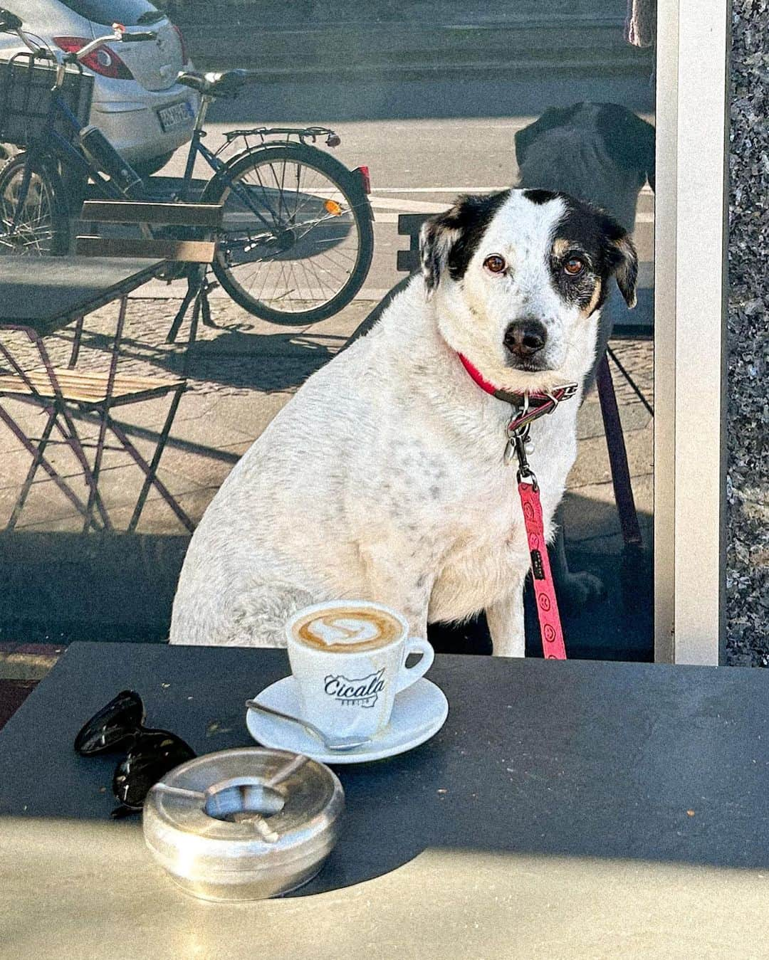 STIL IN BERLINさんのインスタグラム写真 - (STIL IN BERLINInstagram)「Just fyi for all 🐶 people - a dangerous illness called Babesiose is on the rise around here - it’s transferred via ticks, pls be careful.   Also, yes, Nico prefers just a cappuccino in the morning, like the true Italian she is. However, she has made the switch to oat milk recently.」4月13日 14時25分 - stilinberlin