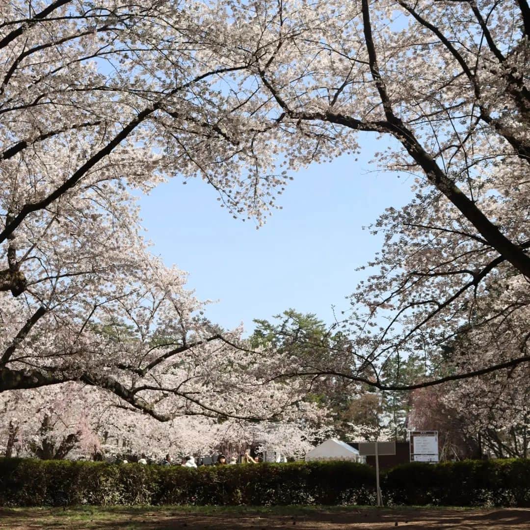 千種ゆり子さんのインスタグラム写真 - (千種ゆり子Instagram)「弘前、だいすき🌸 . . . #sakura  #japan  #trip #hirosaki」4月13日 14時32分 - chikusa_yuriko