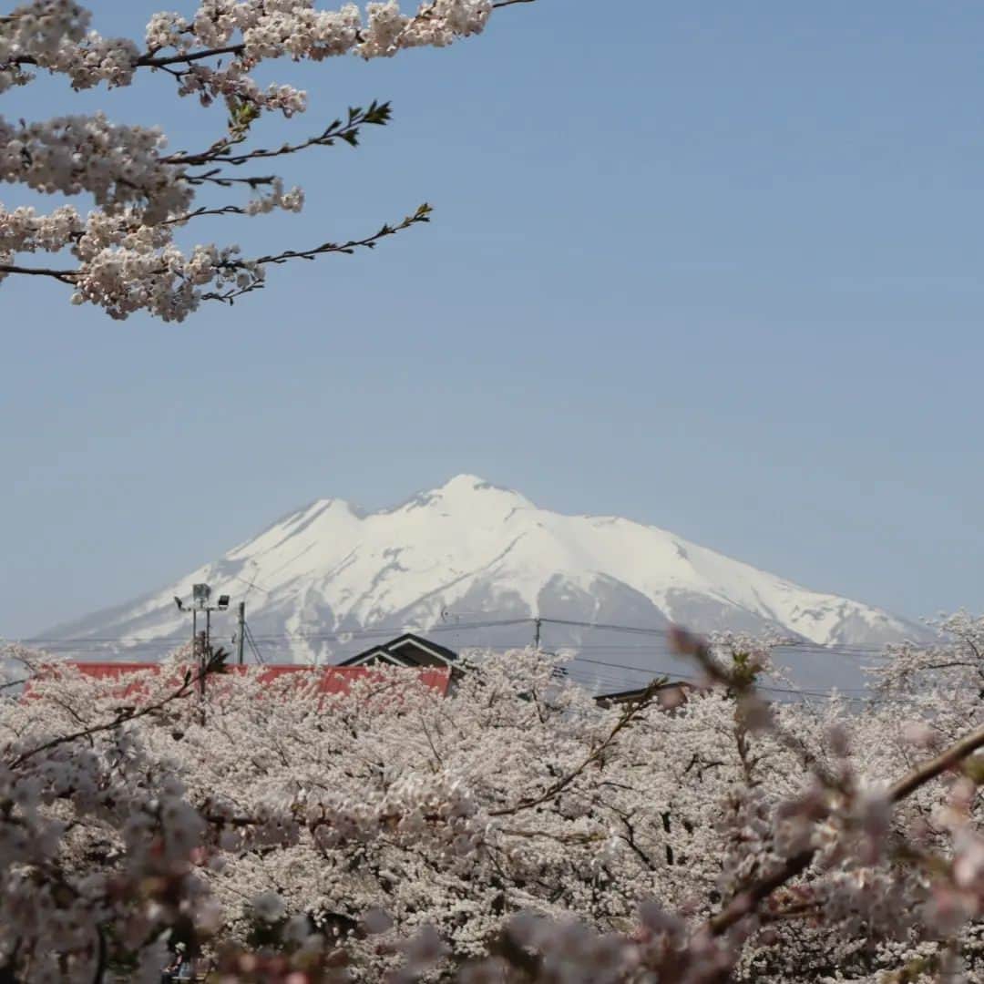 千種ゆり子さんのインスタグラム写真 - (千種ゆり子Instagram)「弘前、だいすき🌸 . . . #sakura  #japan  #trip #hirosaki」4月13日 14時32分 - chikusa_yuriko