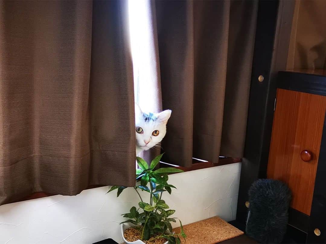 パステルキャットワールドのインスタグラム