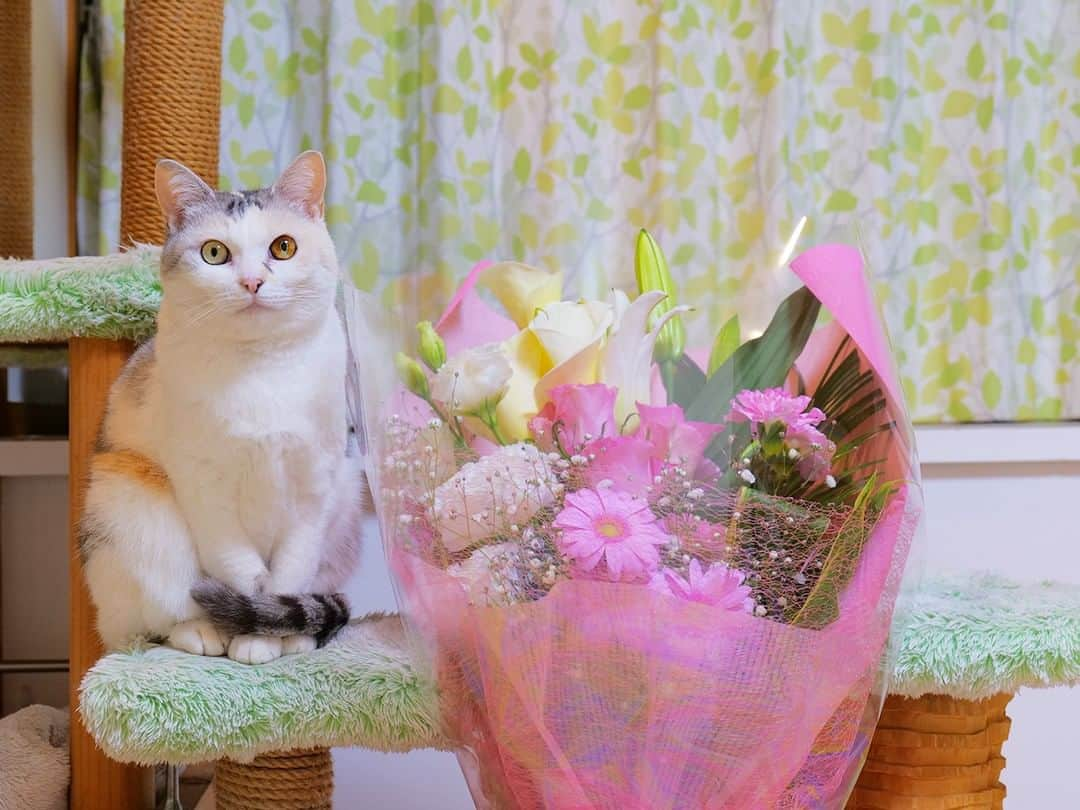 パステルキャットワールドさんのインスタグラム写真 - (パステルキャットワールドInstagram)「YouTube動画「お花が大好きなメス猫に豪華なガチ花束をプレゼントしたら、めっちゃ乙女になったｗ」より #猫 #cat #cats #catstagram #catlife #calico #calicocat #dilutecalico #nekokichi #pastelcatworld #ねこ #ネコ吉 #花束」3月20日 22時41分 - pastelcatworld