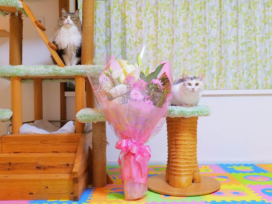 パステルキャットワールドのインスタグラム