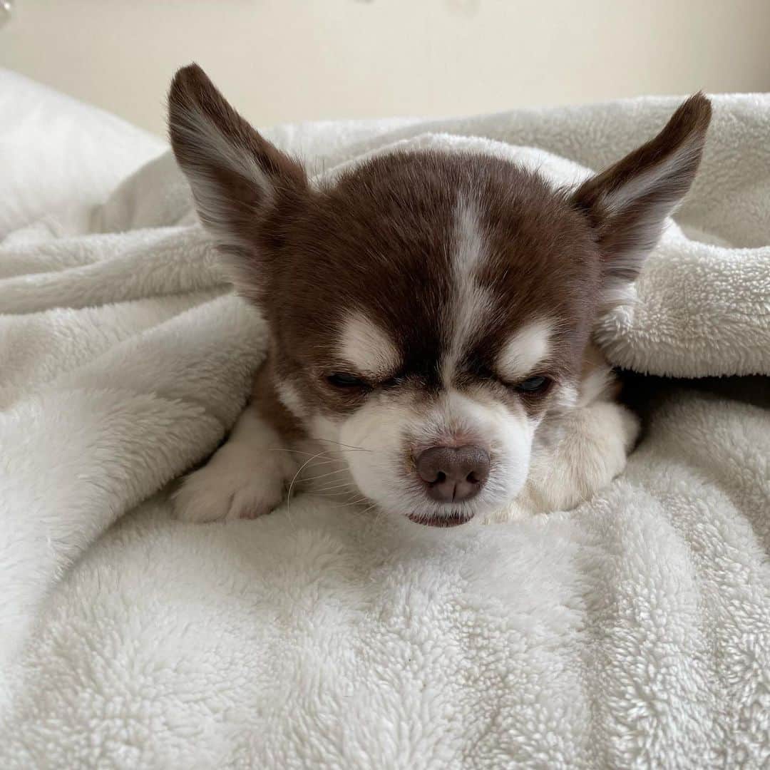 こまけいこのインスタグラム：「日常に変化がなさ過ぎてアルバムに🐶しかいない。  いや、あるんだけども。  ないな。  どっちだーい。  #シニア犬　#チワワ」