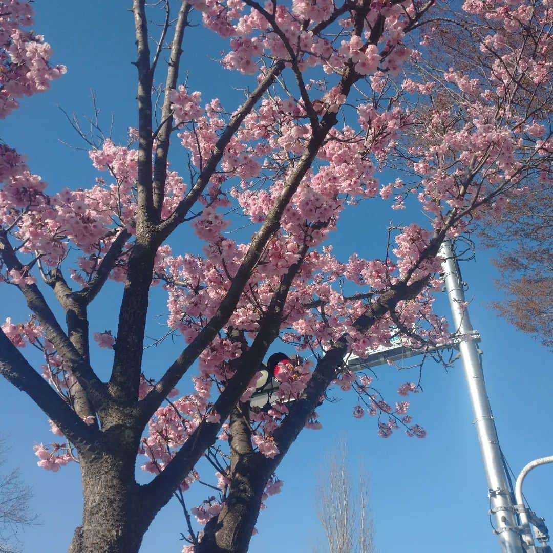 たまこ部@多摩センターさんのインスタグラム写真 - (たまこ部@多摩センターInstagram)「桜、あっという間に咲き始めちゃいましたね💦 まだまだ3月なのに😓 今週後半ずっとお天気悪そうだし、お花見急がなきゃかなぁ。。。  #多摩センター #永山 #唐木田 #聖蹟桜ヶ丘 #多摩市 #多摩市広報部員  #さくら #🌸 #桜 #開花 #お花見 #おはなみ #花見スポット #花見 #春 #桜の季節  #多摩市ママ #ママ #育児 #子育て #小学生ママ #乳幼児ママ #保育園ママ #ママサークル #たまこ部」3月20日 23時13分 - tamacobu2015