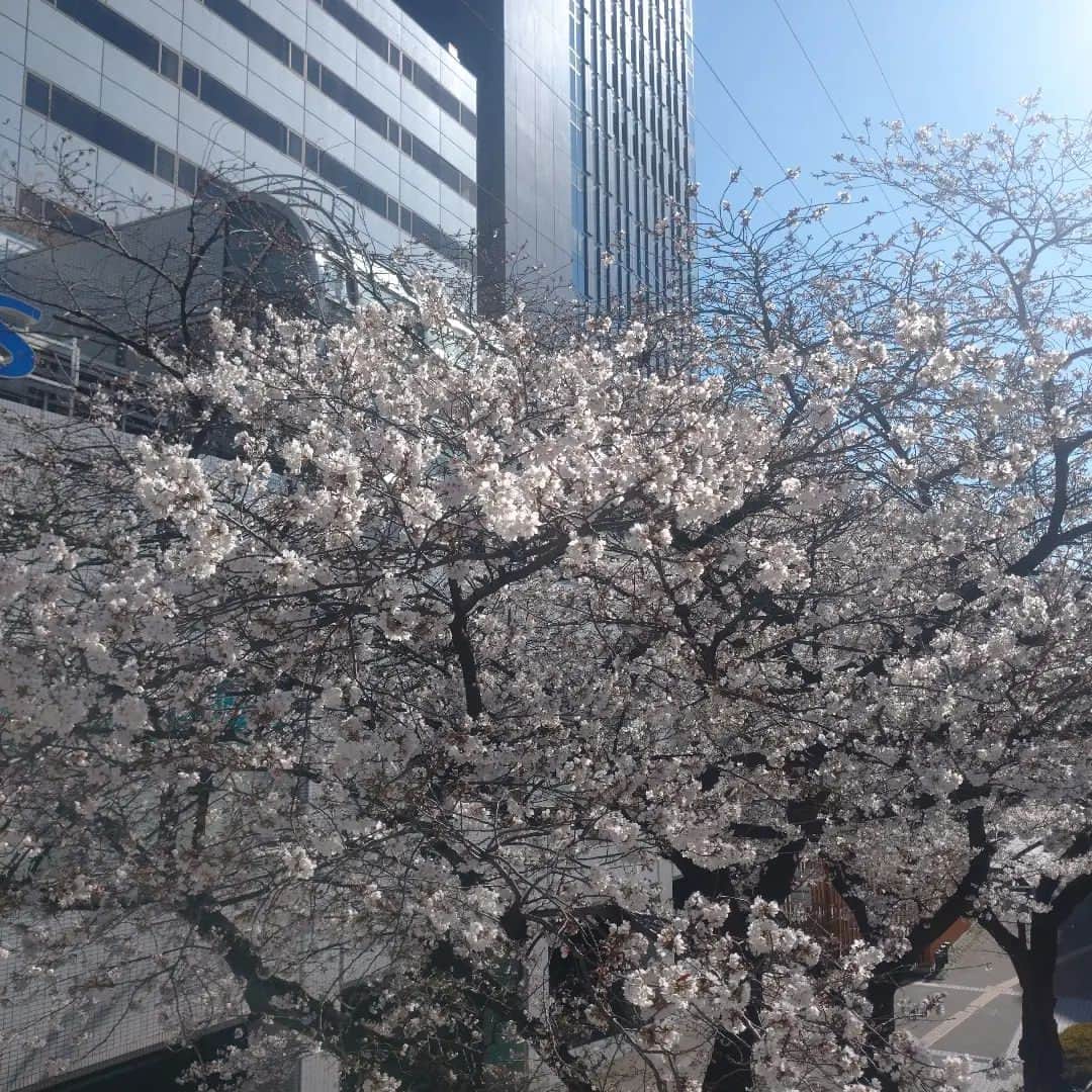 たまこ部@多摩センターさんのインスタグラム写真 - (たまこ部@多摩センターInstagram)「桜、あっという間に咲き始めちゃいましたね💦 まだまだ3月なのに😓 今週後半ずっとお天気悪そうだし、お花見急がなきゃかなぁ。。。  #多摩センター #永山 #唐木田 #聖蹟桜ヶ丘 #多摩市 #多摩市広報部員  #さくら #🌸 #桜 #開花 #お花見 #おはなみ #花見スポット #花見 #春 #桜の季節  #多摩市ママ #ママ #育児 #子育て #小学生ママ #乳幼児ママ #保育園ママ #ママサークル #たまこ部」3月20日 23時13分 - tamacobu2015
