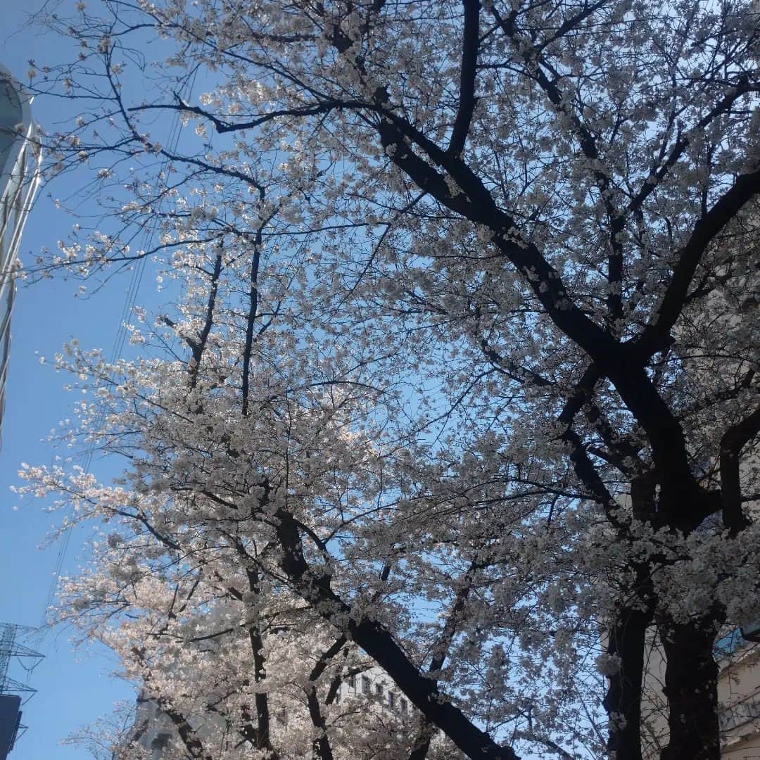 たまこ部@多摩センターのインスタグラム：「桜、あっという間に咲き始めちゃいましたね💦 まだまだ3月なのに😓 今週後半ずっとお天気悪そうだし、お花見急がなきゃかなぁ。。。  #多摩センター #永山 #唐木田 #聖蹟桜ヶ丘 #多摩市 #多摩市広報部員  #さくら #🌸 #桜 #開花 #お花見 #おはなみ #花見スポット #花見 #春 #桜の季節  #多摩市ママ #ママ #育児 #子育て #小学生ママ #乳幼児ママ #保育園ママ #ママサークル #たまこ部」
