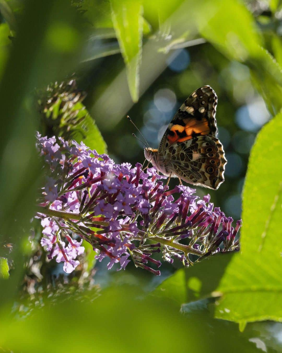 National Geographic Creativeのインスタグラム：「Photo by @lucasfogliaphoto | A painted lady butterfly pauses to drink nectar from a buddleia flower beneath the Eiger’s snowy peak in Grindelwald, Switzerland. Each year, painted lady butterflies undergo the world's longest butterfly migration. Their annual, multigenerational route between Europe, the Middle East, and Africa is timed for seasonal rains and the host plants that briefly follow. One painted lady can fly thousands of miles in the five weeks of its life, until its brightly colored wings tear or fade. Its offspring continue along the same circular path. | To protect the migration of the painted lady butterfly, @DHL_global aims to set up an electric network in the near future and take a pioneering step into sustainable aviation by using the world's first battery-powered aircraft in #logistics. Read more at https://on.natgeo.com/paintedladymigration.」